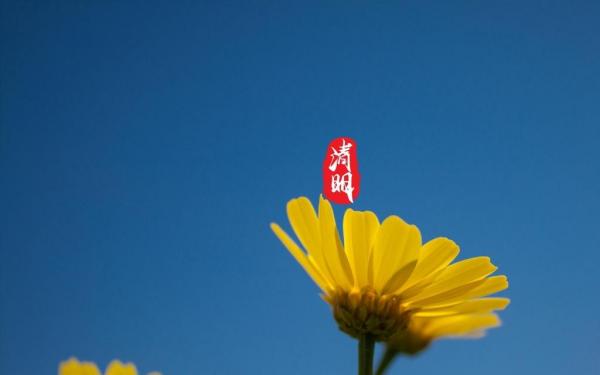 清明节和家人去扫墓的心情句子 年年清明年年,今又清明故人无