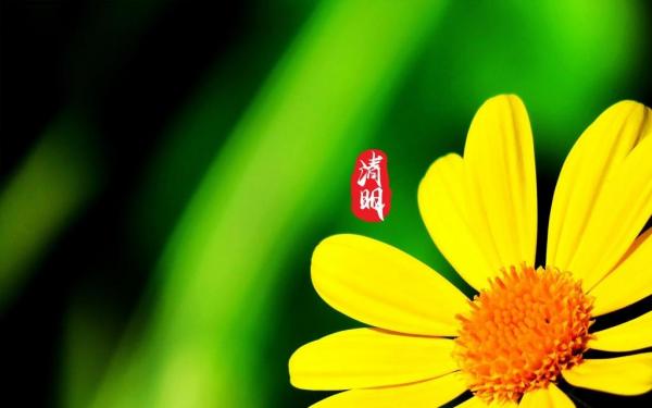 清明节和家人去扫墓的心情句子 年年清明年年,今又清明故人无