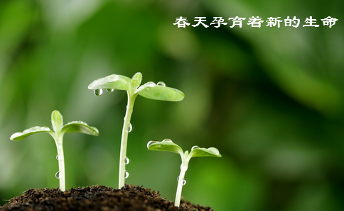 春天——生机盎然