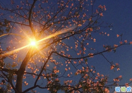 气质唯美适合各种心情的句子 一个人散步是和地