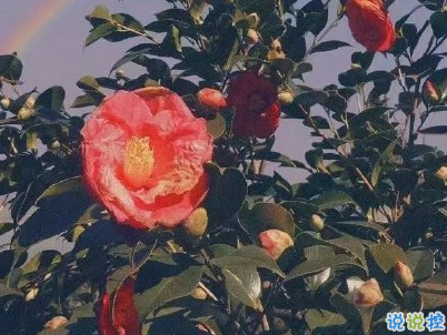 九月微信说说简短带图片 迎接九月的唯美句子