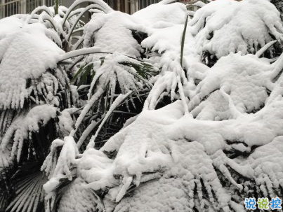 下雪天朋友圈唯美说说配图 下雪了说说简短一句
