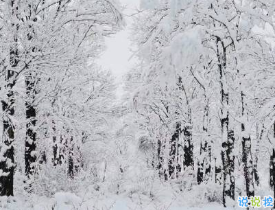 下雪天朋友圈唯美说说配图 下雪了说说简短一句