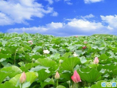 夏天可以发的文艺说说带图片 夏日清凉说说心情