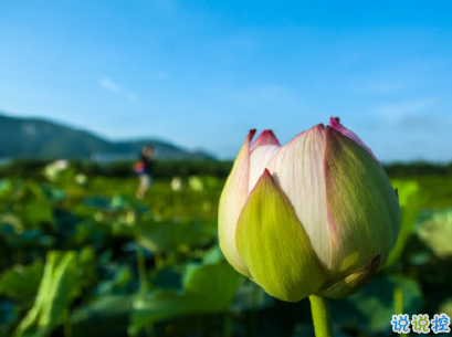 夏天可以发的文艺说说带图片 夏日清凉说说心情