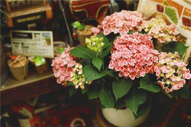 314白*情人节玫瑰花图片 2019白*情人节图片唯美