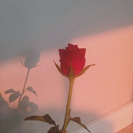 2018招桃花带好运的粉色少女系图片大全 喜欢就去