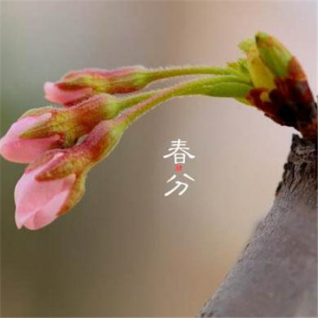 春分好看的风景图片大全带字 2019春分唯美图片高