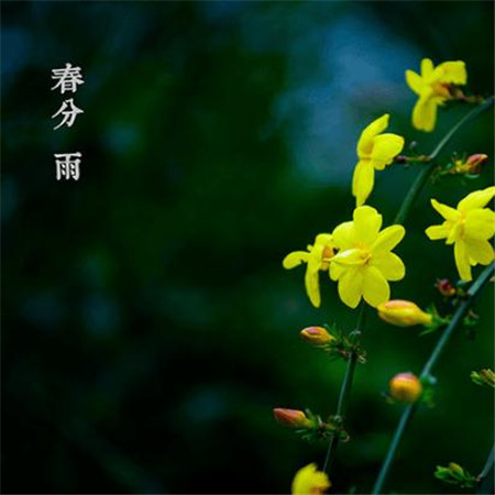 春分好看的风景图片大全带字 2019春分唯美图片高