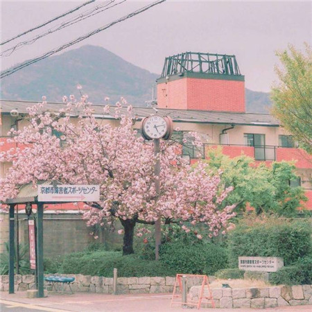 2019樱花图片大全唯美好看 粉色樱花图片高清无水
