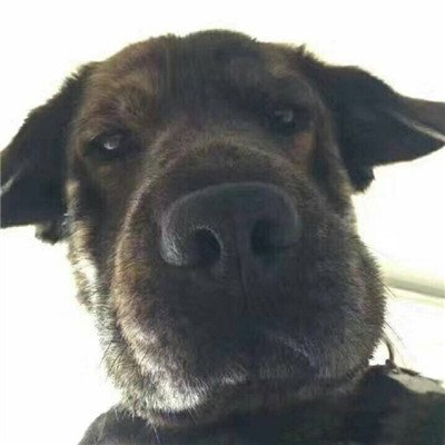 呆萌搞笑的狗狗情侣头像 最新微信可爱小狗头像