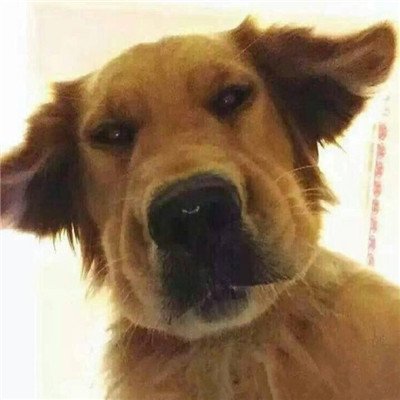 呆萌搞笑的狗狗情侣头像 最新微信可爱小狗头像