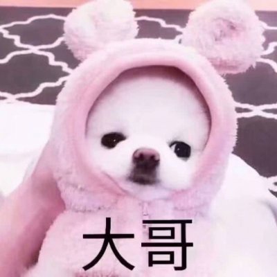 呆萌搞笑的狗狗情侣头像 最新微信可爱小狗头像