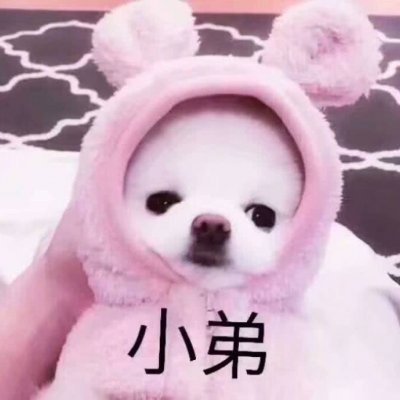 呆萌搞笑的狗狗情侣头像 最新微信可爱小狗头像