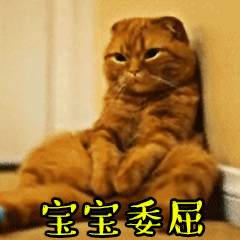 猫咪动态表情包大全2018 猫咪搞笑可爱gif表情包全