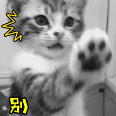 猫咪动态表情包大全2018 猫咪搞笑可爱gif表情包全