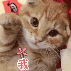 猫咪动态表情包大全2018 猫咪搞笑可爱gif表情包全