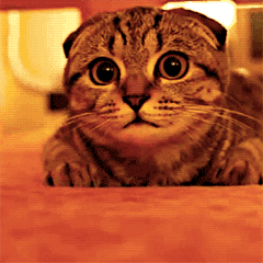 猫咪动态表情包大全2018 猫咪搞笑可爱gif表情包全