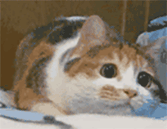 猫咪动态表情包大全2018 猫咪搞笑可爱gif表情包全