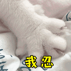 猫咪动态表情包大全2018 猫咪搞笑可爱gif表情包全