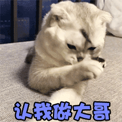 猫咪动态表情包大全2018 猫咪搞笑可爱gif表情包全