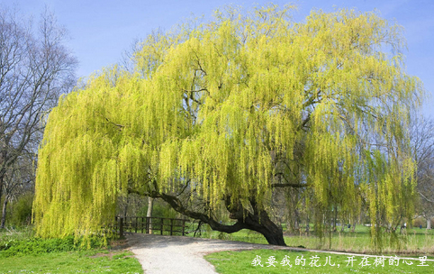 做一棵大树