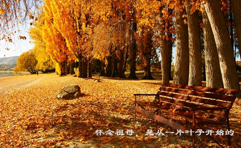 祖母是一片不知愁的落叶