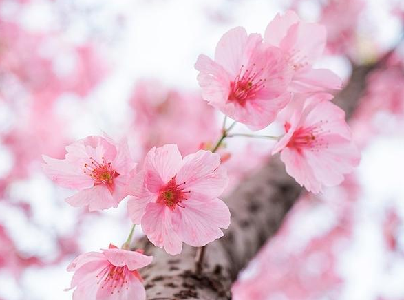 春暖花开出去游玩的说说