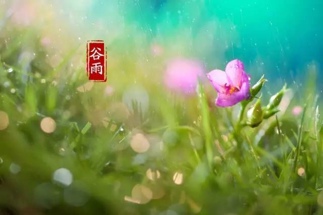 谷雨的诗句