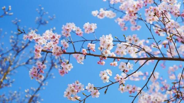 有桃花运的心情句子 红鸾星动,人面桃花