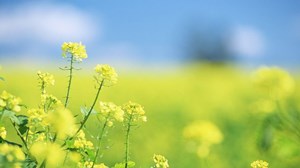 【摆渡】皱褶如花（散文）
