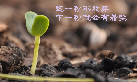 选择自己所爱的 爱自己所选择的