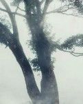 【丹枫】以幸福的名义宽厚而爱，永恒经年（散
