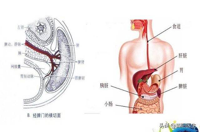 小小的脾脏有啥用？摘除后身体会有变化吗？