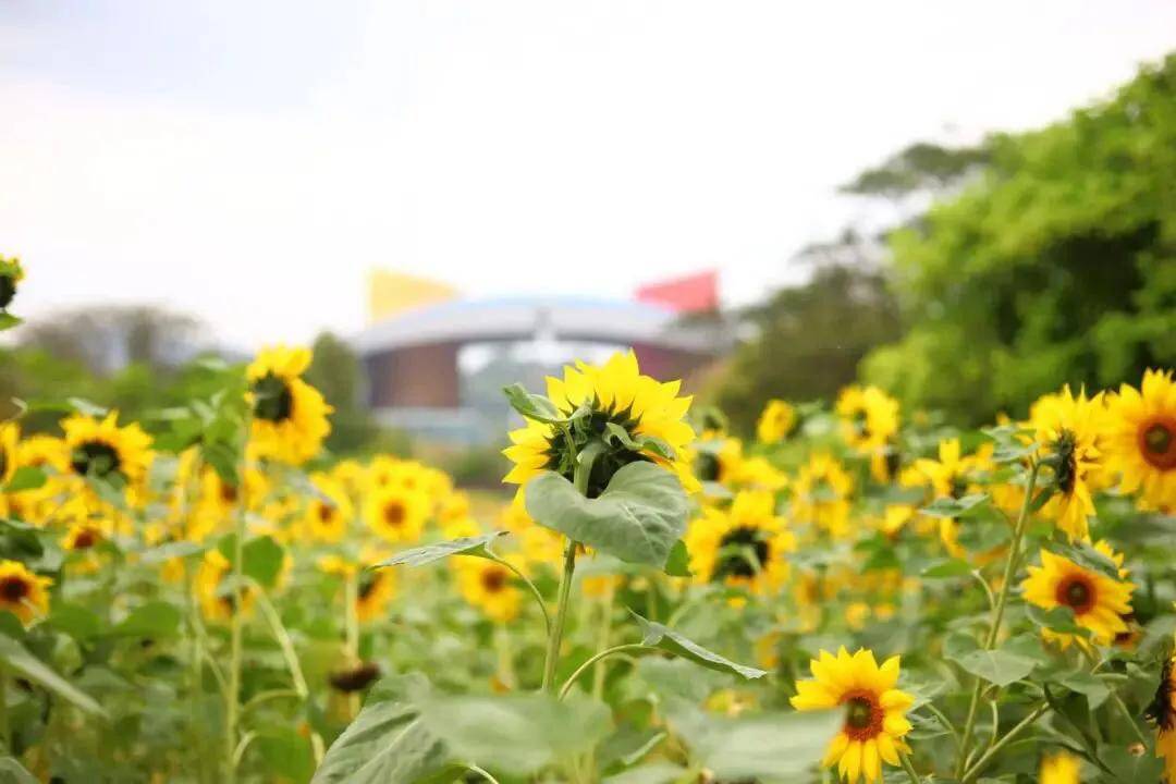 深圳十大免费花海公园