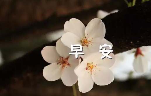 小智经典语录