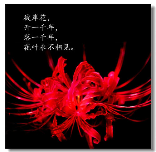 励志的经典语录现实生活
