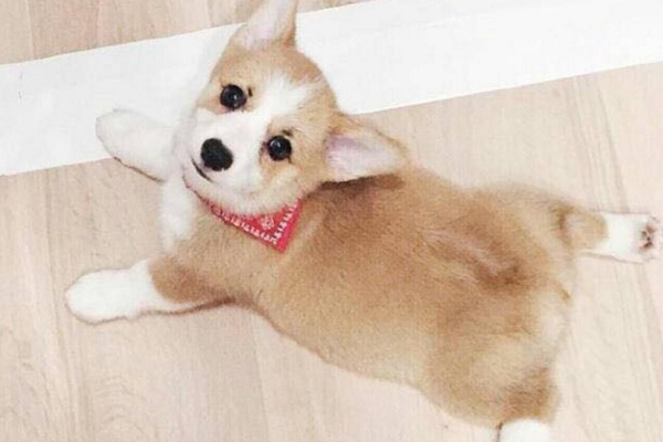 十大适合家养的小型犬，有我喜欢的小短腿，你们家养的啥？