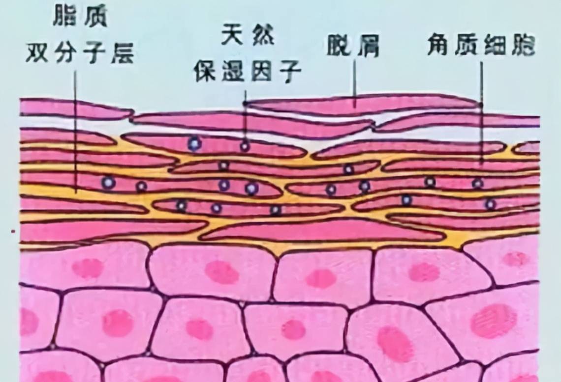 角质层薄该如何改善？认清原因很关键，照着做轻松养厚角质层