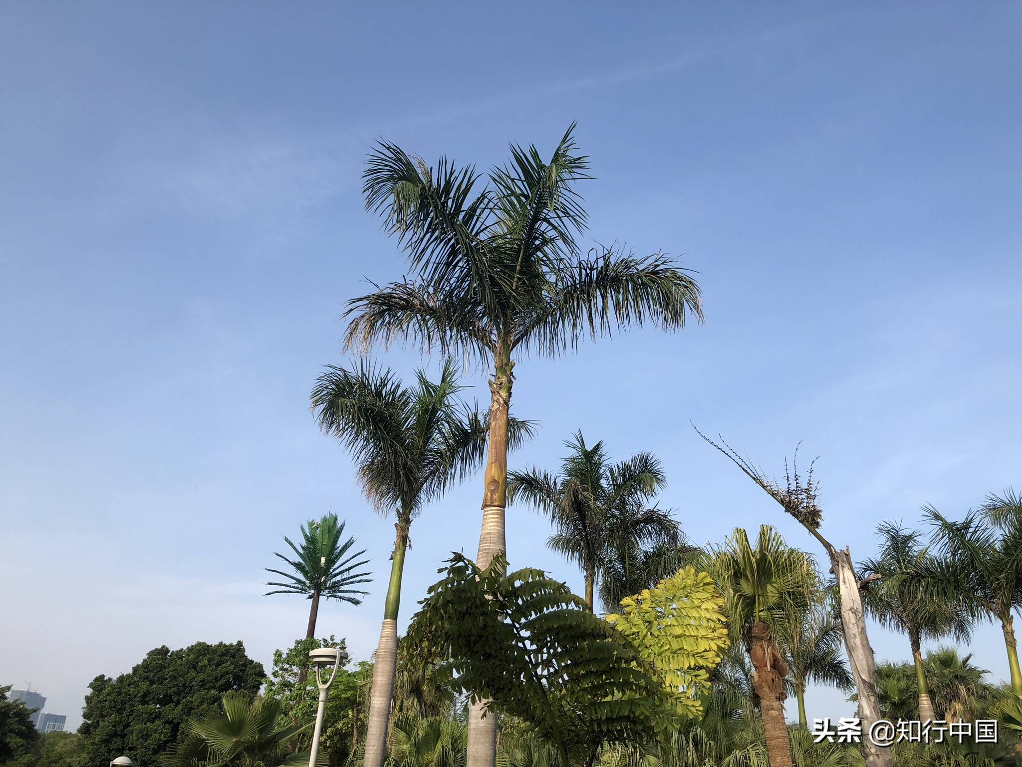 带你玩转厦门鼓浪屿！好吃的好玩的，网红景点，都快看不过来了