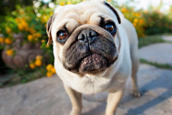 十大适合家养的小型犬，有我喜欢的小短腿，你们家养的啥？