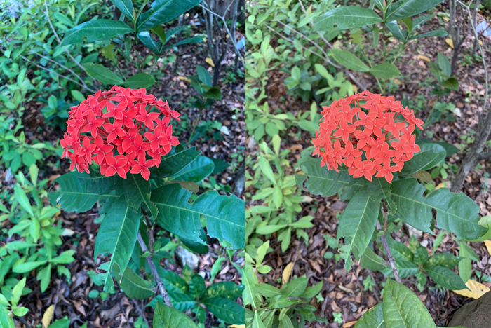 请看好你的肾，苹果iPhone XS/XS Max评测