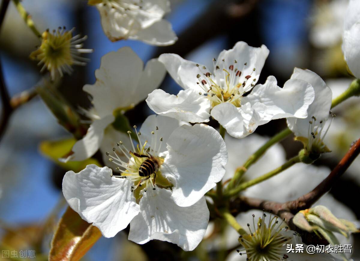 晏殊这首《寓意》，梨花院落溶溶月，可以和李商隐的无题媲美