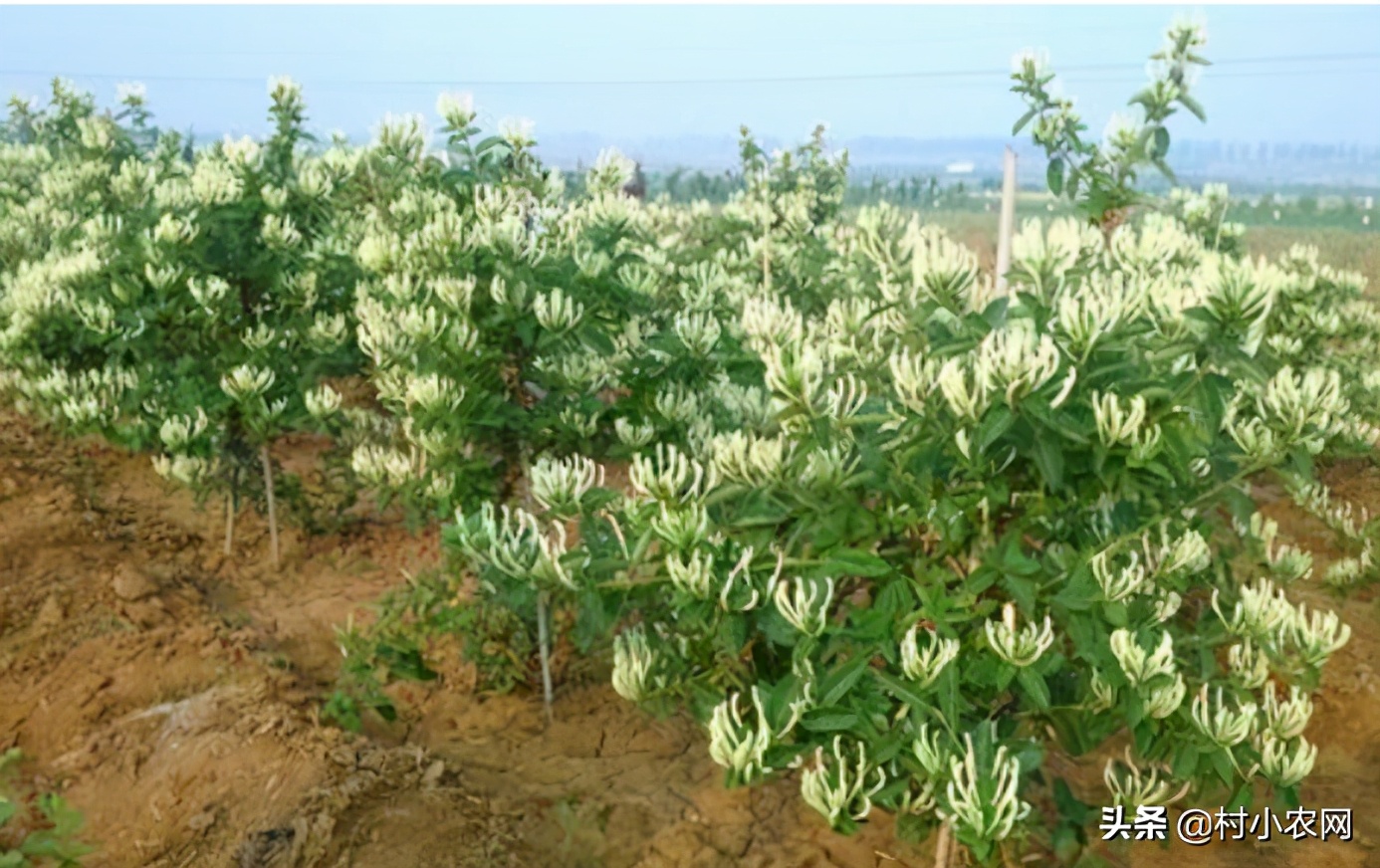 在农村创业，这6个销路好的种植项目，你觉得哪个最有前景？