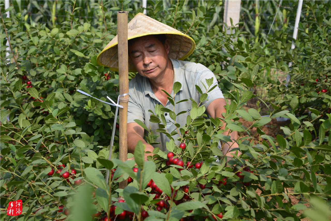 少有历史记载的中国原产野果，近20年屡成农业骗局，欧李怎么了