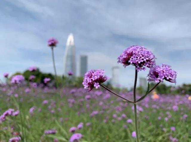 深圳十大免费花海公园