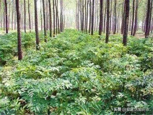 什么农作物适合种植在山上？请看具体分析