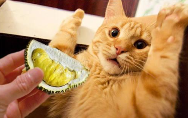 猫咪最讨厌的5种气味，你有给它闻过吗？