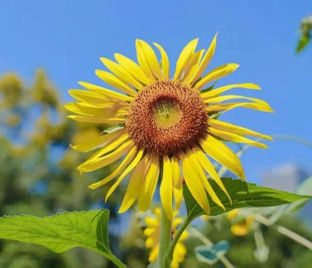 深圳十大免费花海公园