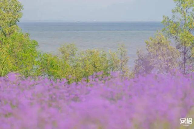 深圳十大免费花海公园